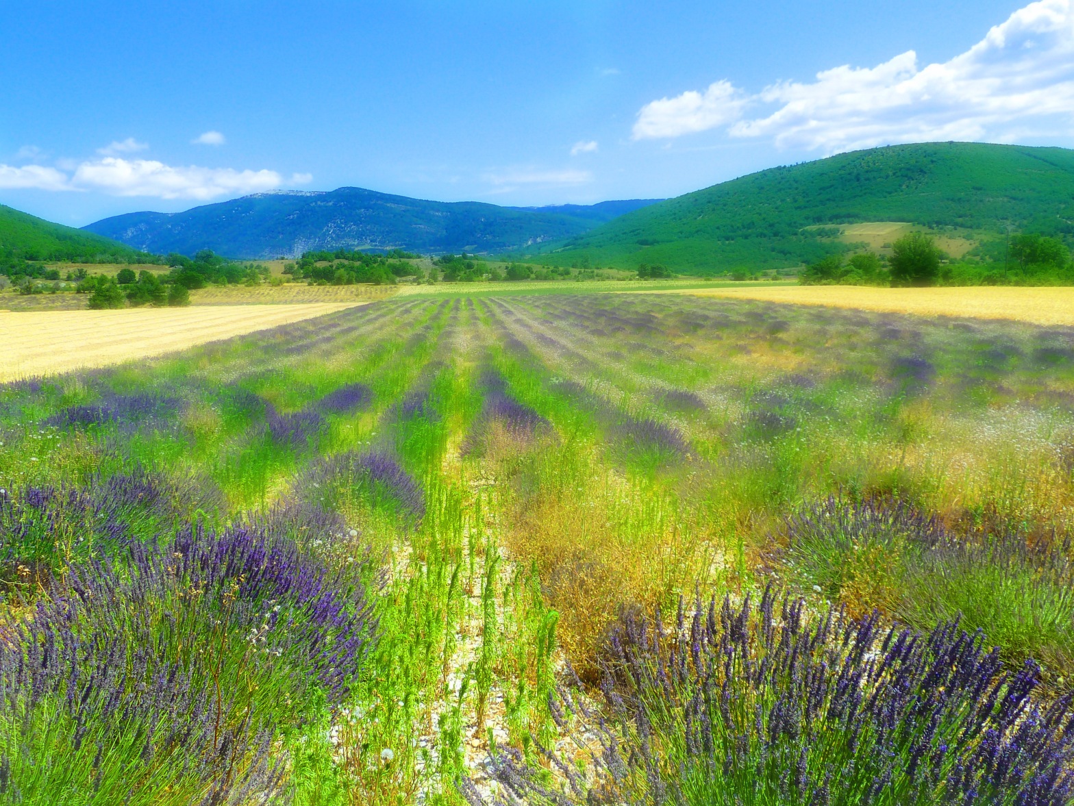 Lavender fields on the road out of Banon Provence France for French travel guide books for Kindle Unlimited