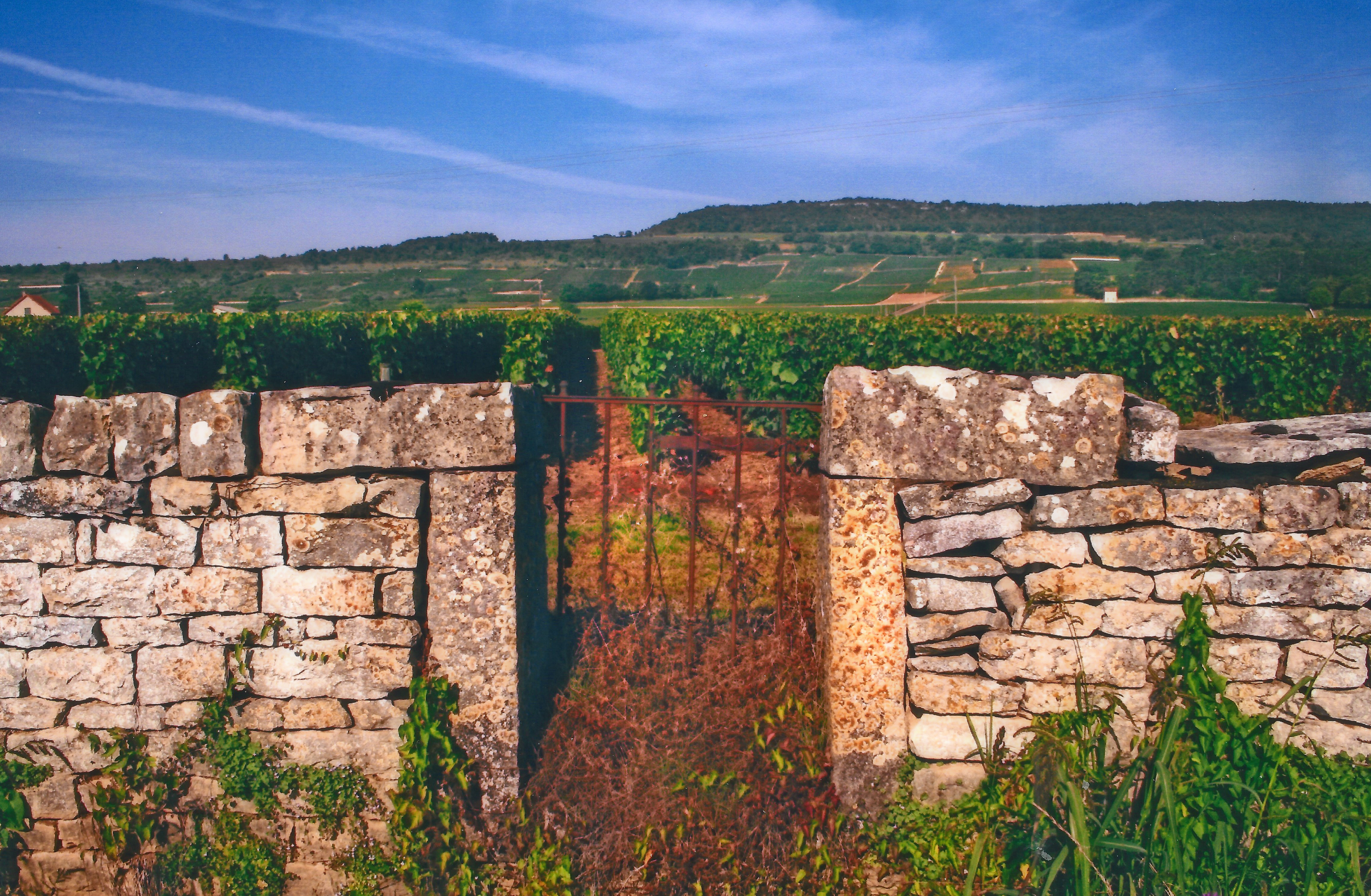 Alt="Photo of Burgundy vineyards France"