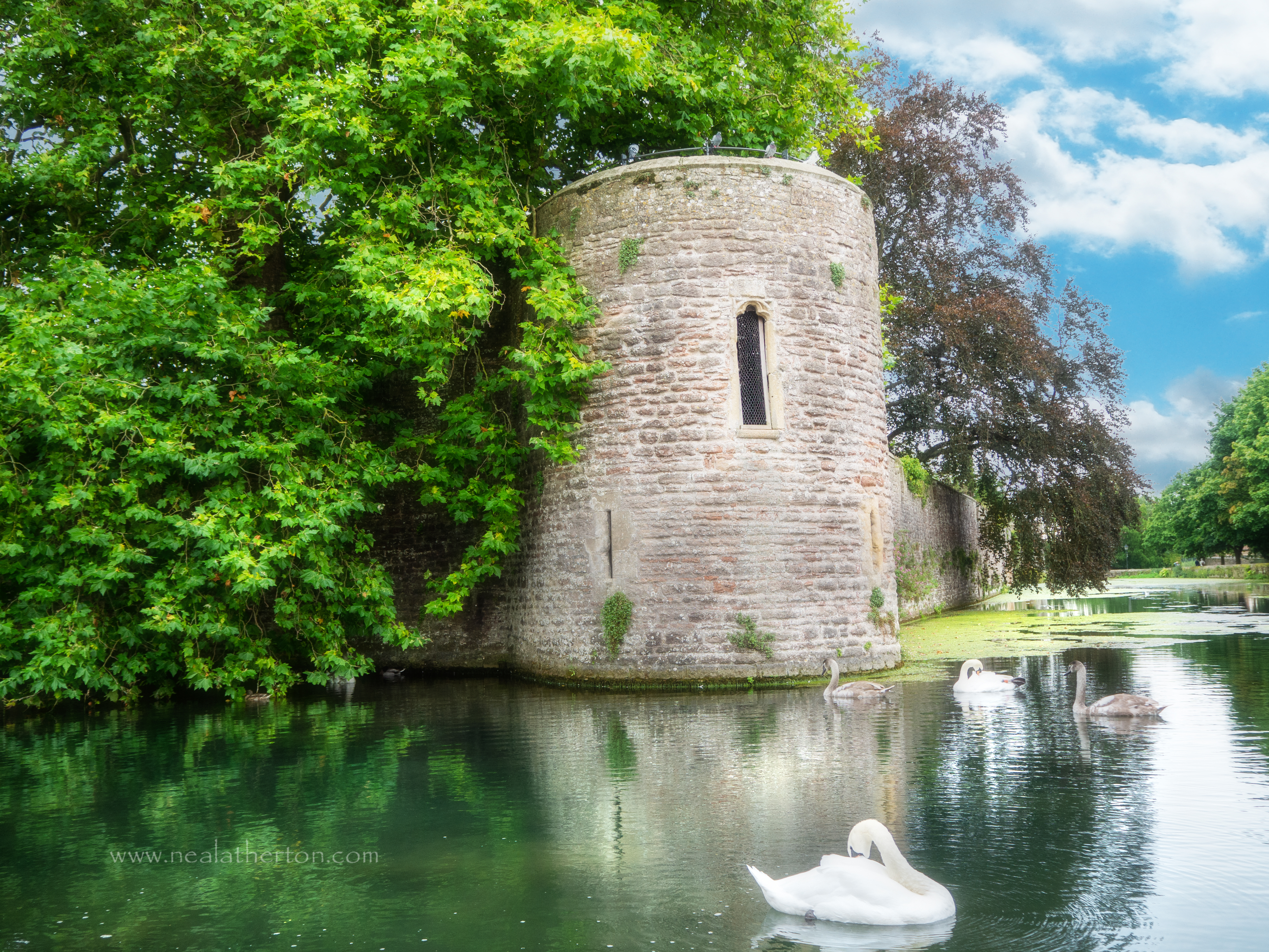 Alt="Photo of the swans on the moat at Wells"