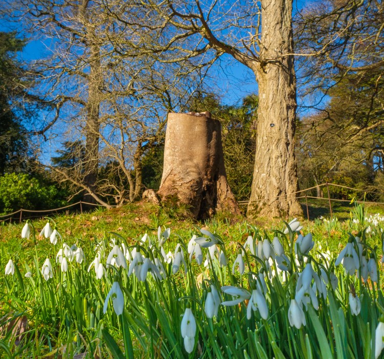 Alt="Snowdrops in the grounds of Tyntesfield House near Bristol National Trust"
