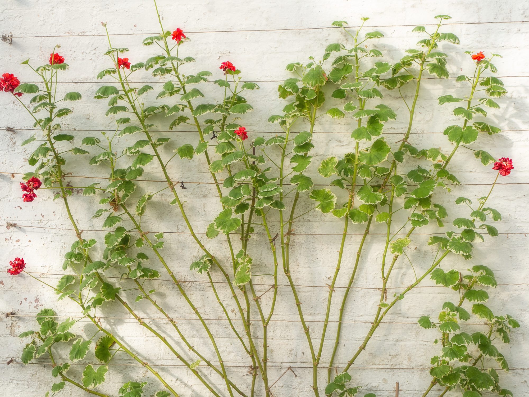 Alt="Geranium in espalier style at Tyntesfield House"