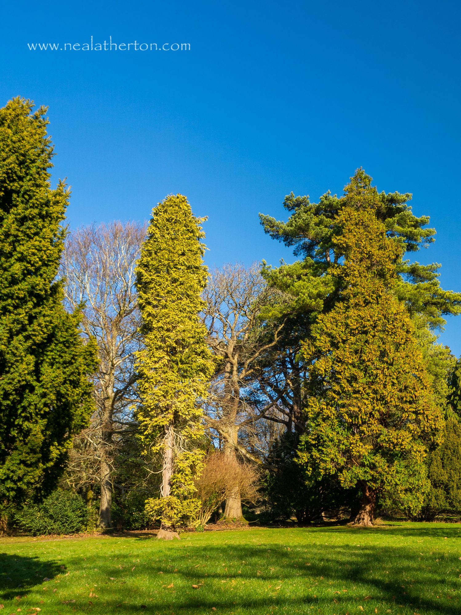 Alt="Beautiful shades of trees at Tyntesfield near Bristol National Trust"