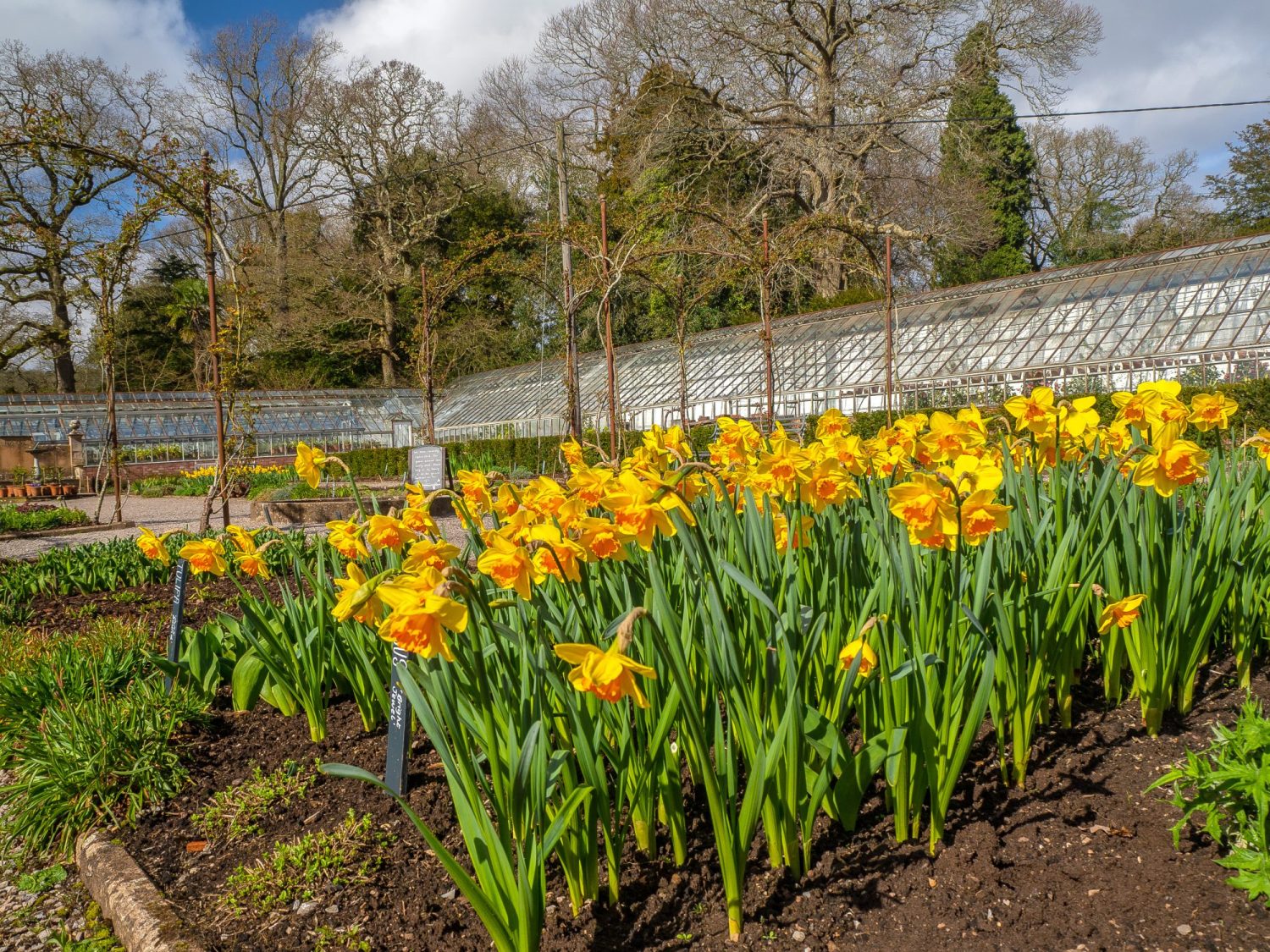 Nation Trust house in Somerset of Tyntesfield showing daffodils in March