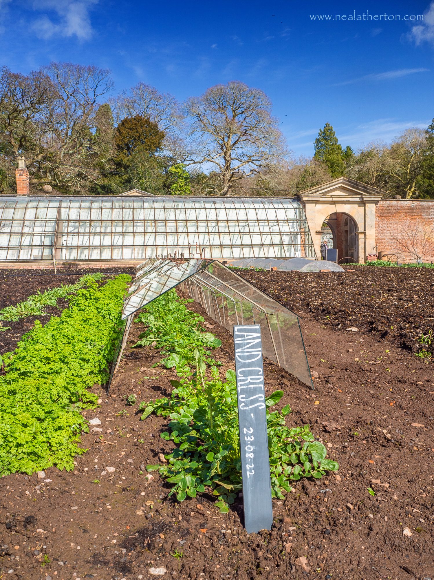 Land Cress plated in the kitchen garden at the National Trust house of Tyntesfield Somerset