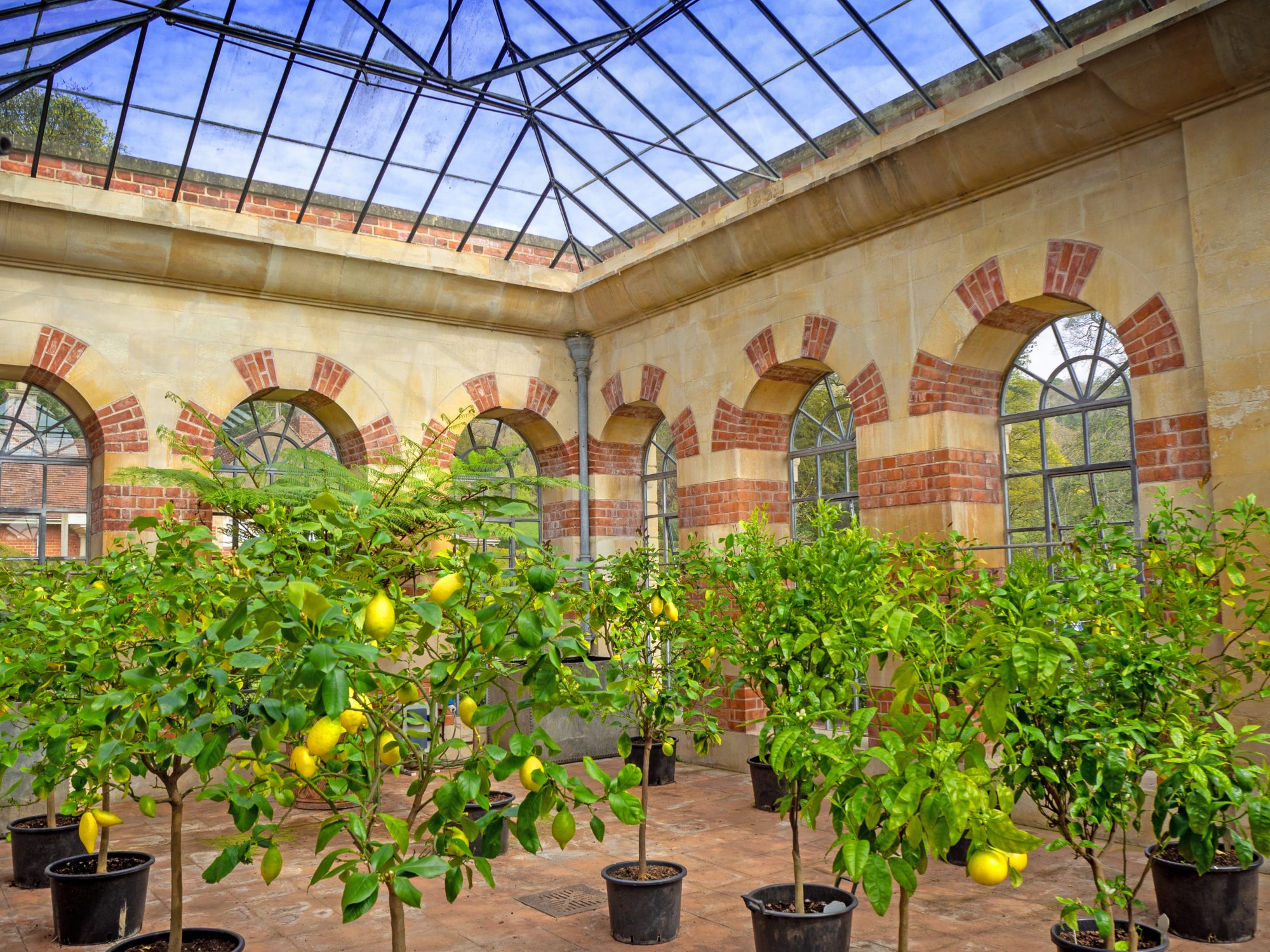 Tyntesfield house National Trust property with lemons and grapefruit trees in the glasshouse