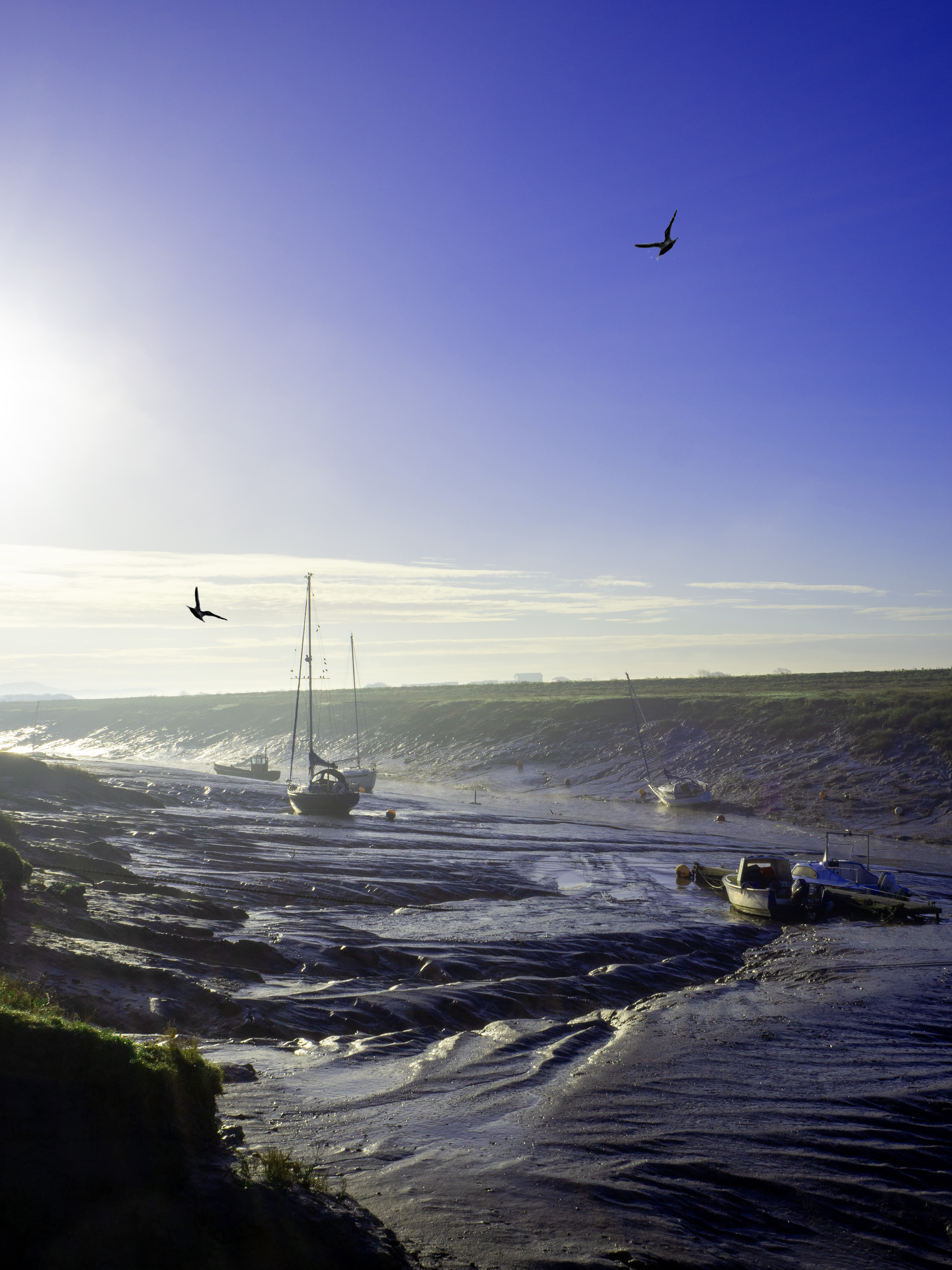 two birds fly over mud on river low tide with boats and yachts looking into sun