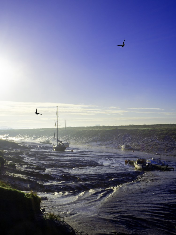 two birds fly over mud on river low tide with boats and yachts looking into sun