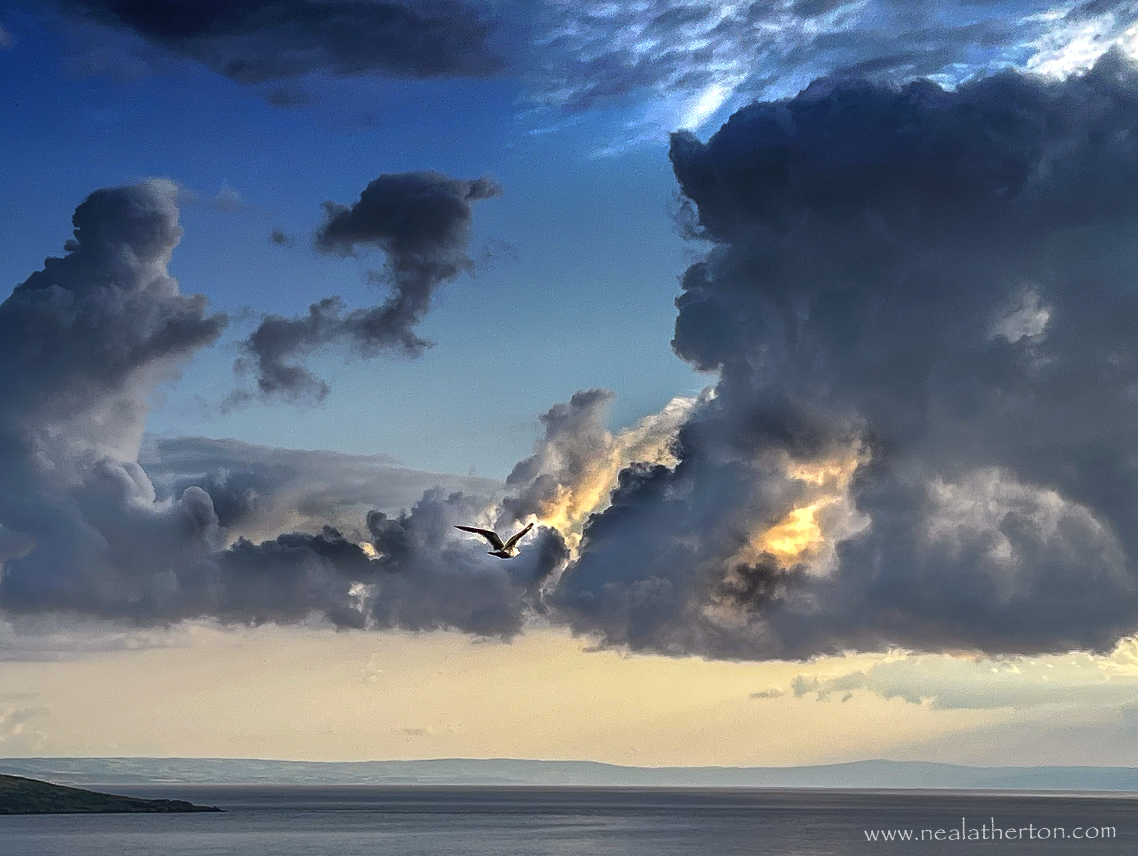 Seagull fies across heavy clouds at evening with North Somerset coast