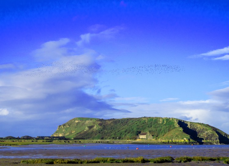 birds flocking together over estuary and beach with island and blue sky