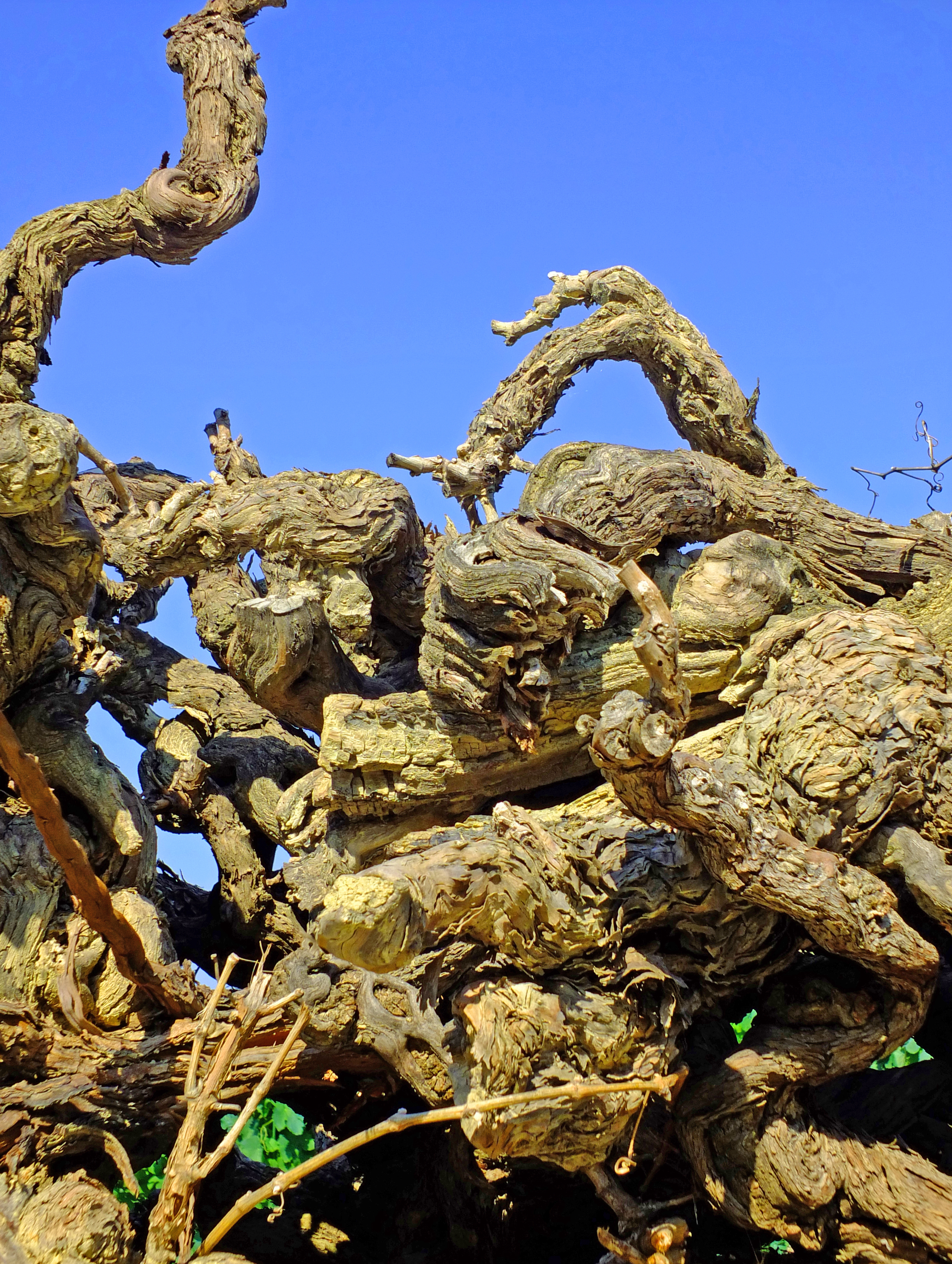 old vines stacked up with blue sky