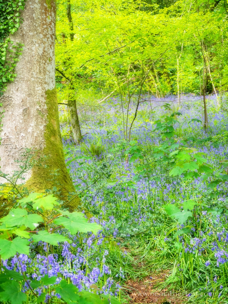 bluebell flowers in wood next to old oak tree and other trees