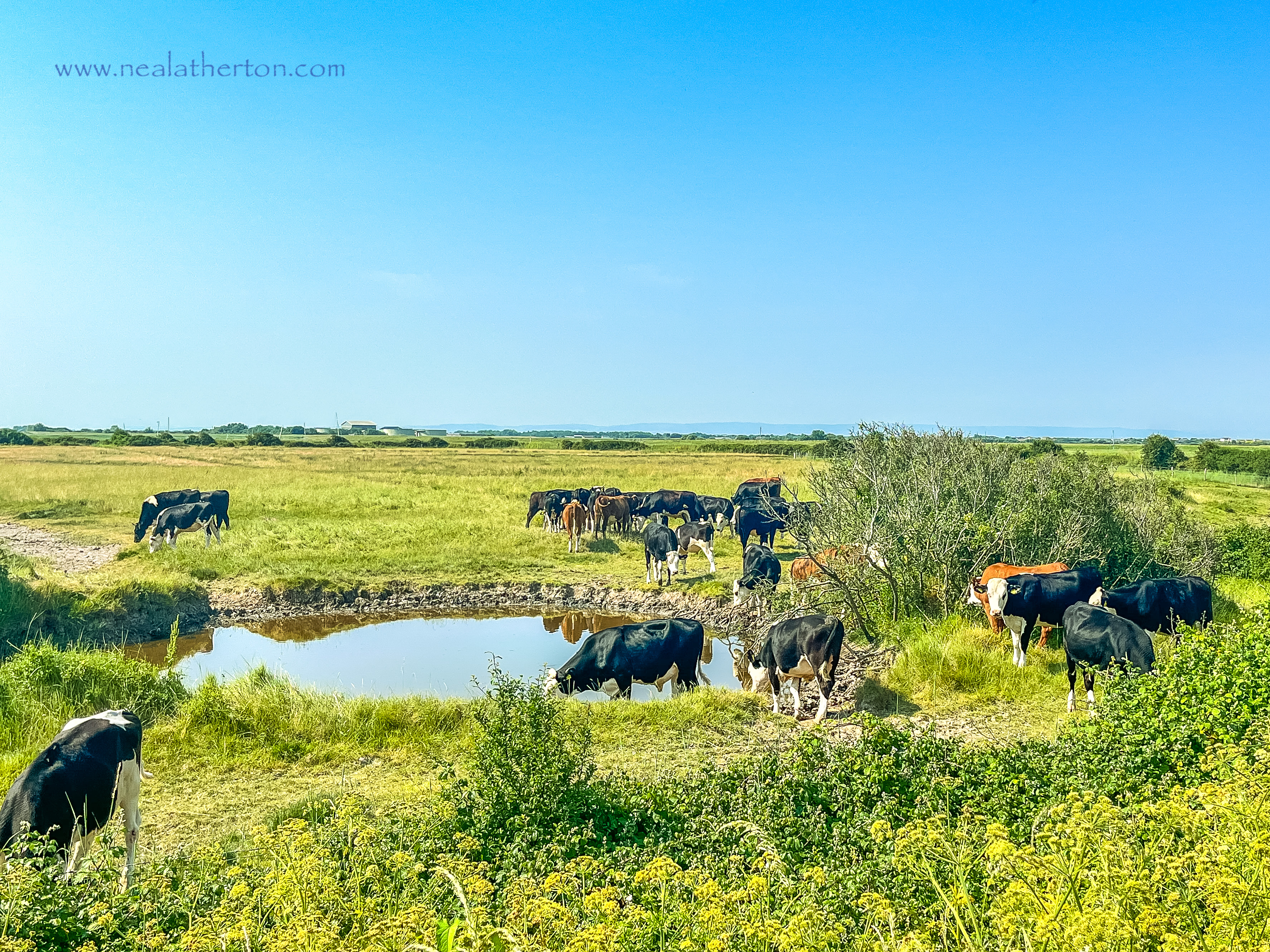 Several cows around a pond with grassy field and tree with blue summer sky