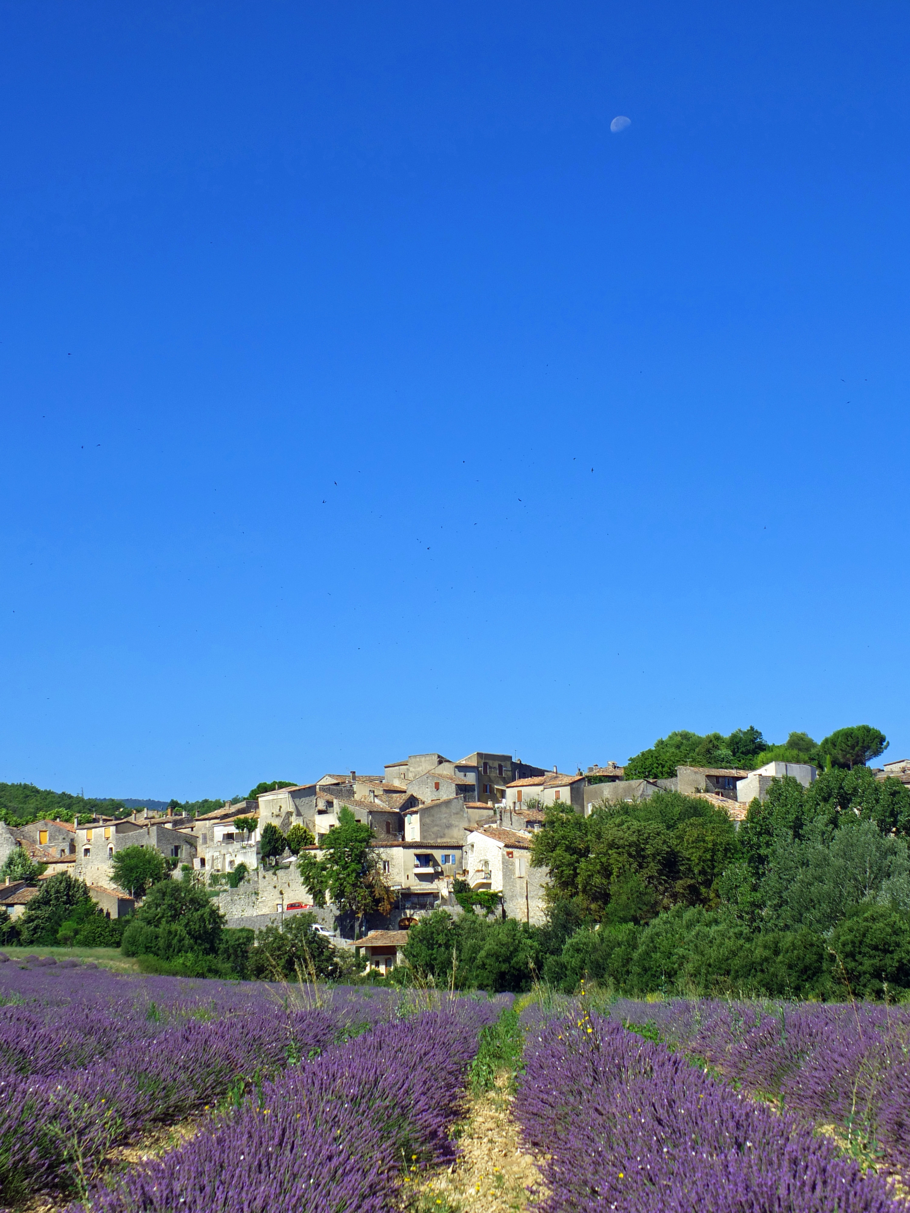 lavender fields in front of village in Provence with trees and moon in blue sky