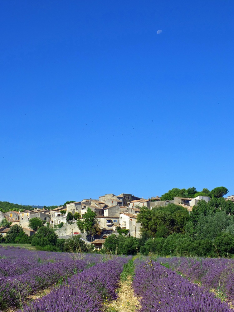lavender fields in front of village in Provence with trees and moon in blue sky