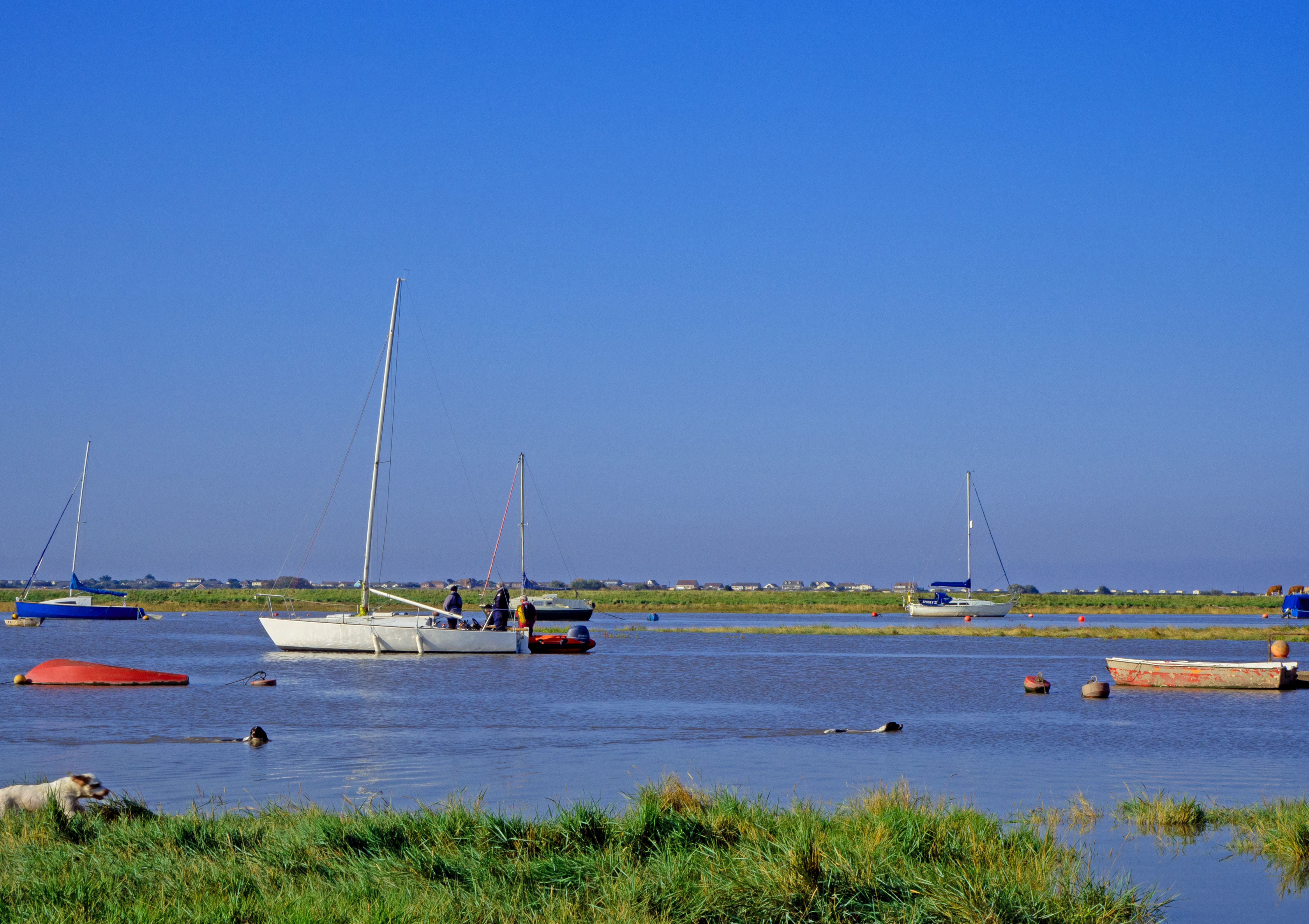 yachts and boats on a high flood tide with dog and grassy bank with blue sky