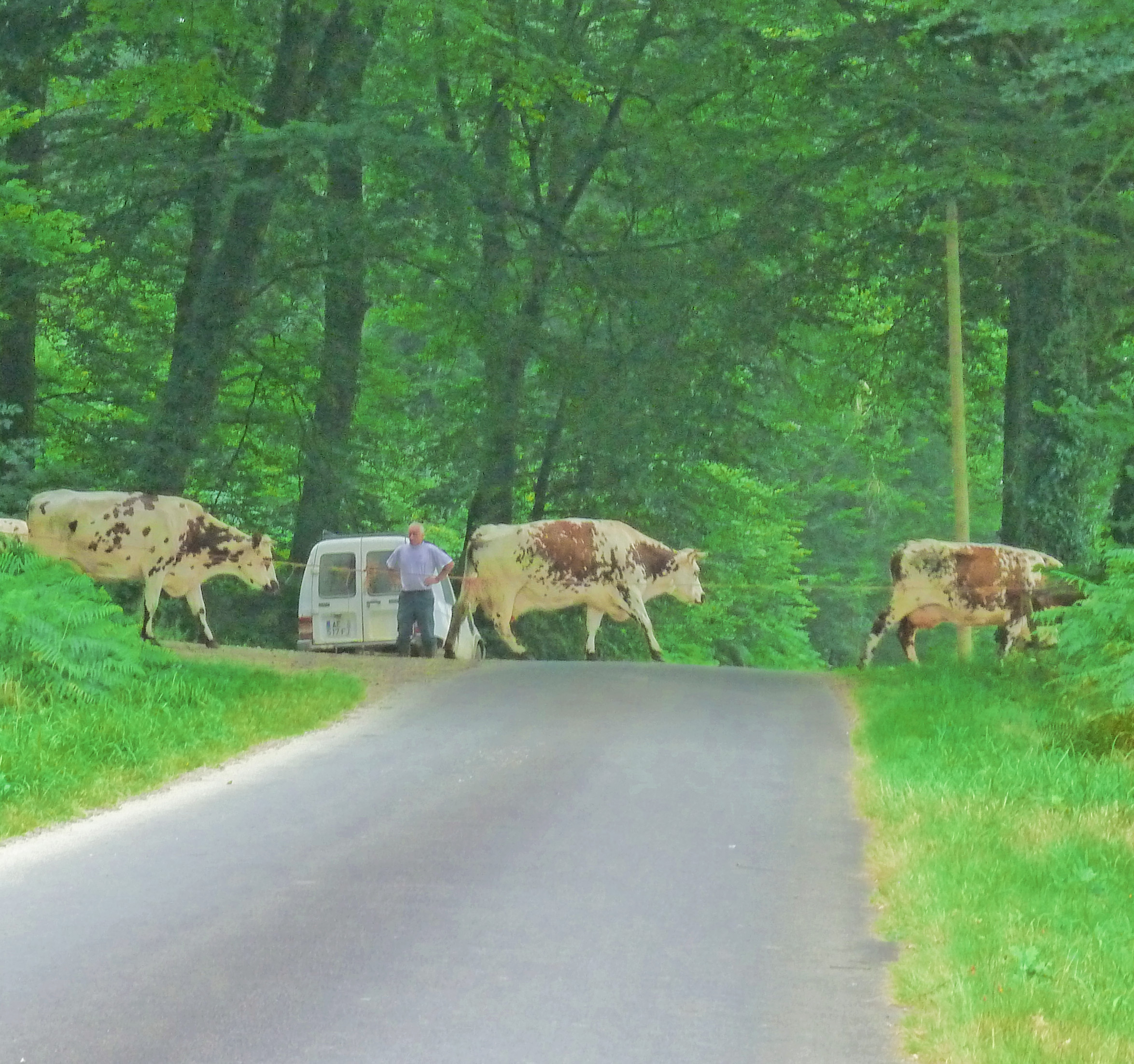 cows walk on road with grassy verge and man with van in front of wood