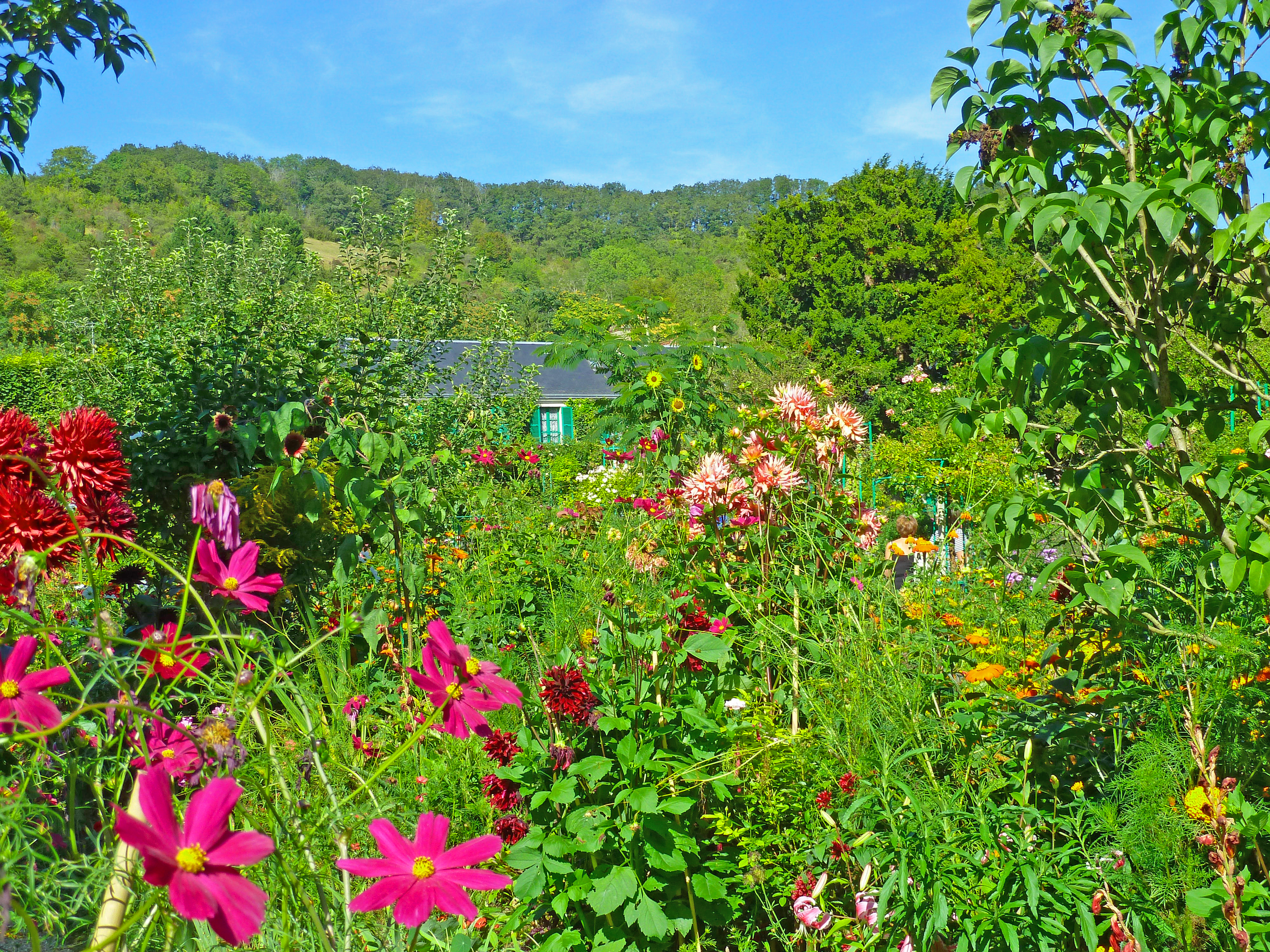 red flowers in garden with shrubs and trees and green house
