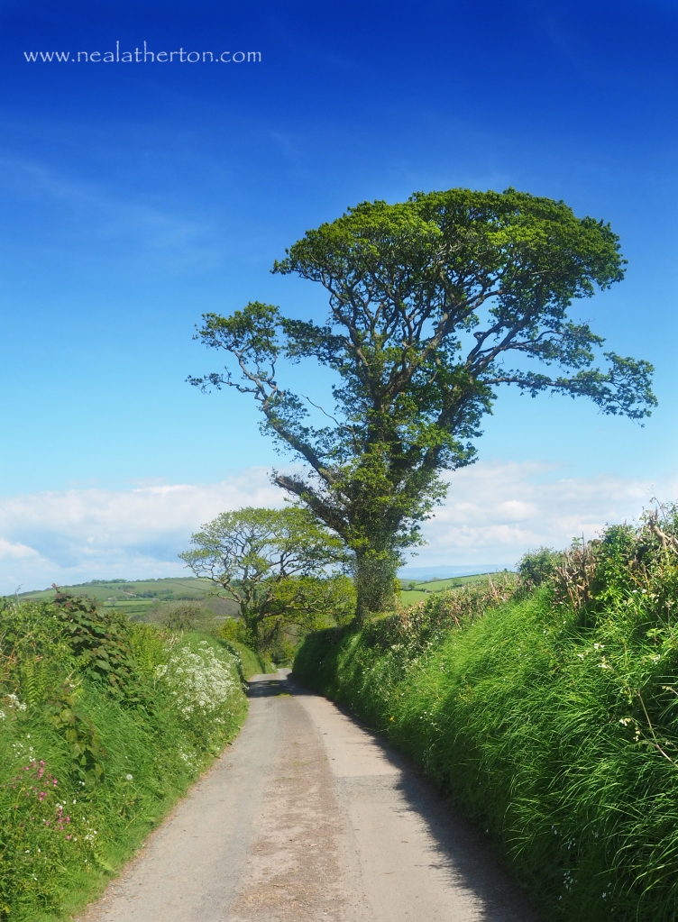 lane with hedgerows and tree with hill and blue sky