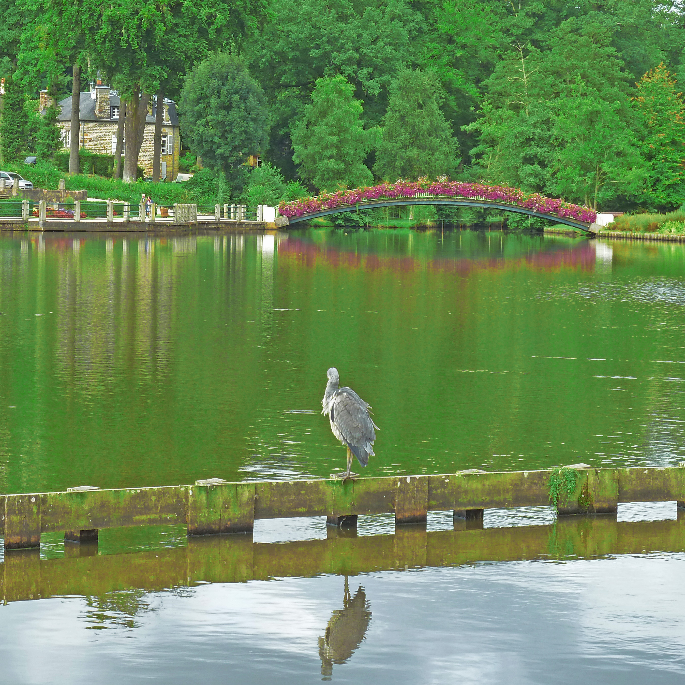 heron birf on wooden perch by lake with bridge and house