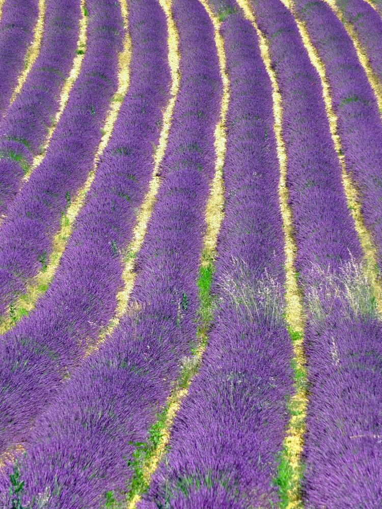 rows of lavender with golden grass between