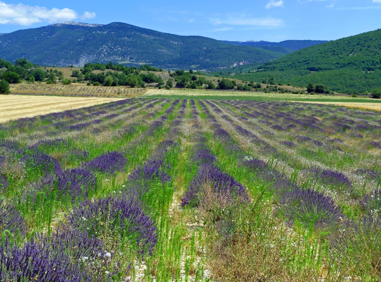 lavender field and golden fields with green hill and mountain