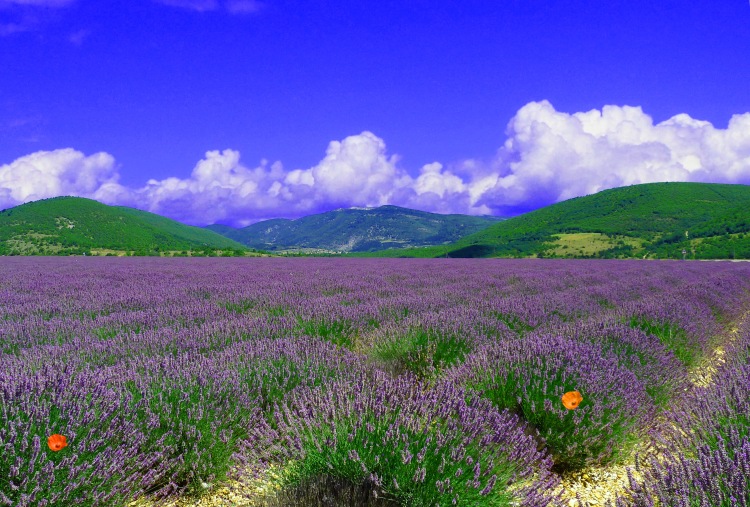 two poppy flowers in field of lavender with hills and blue sky with fluffy summer clouds