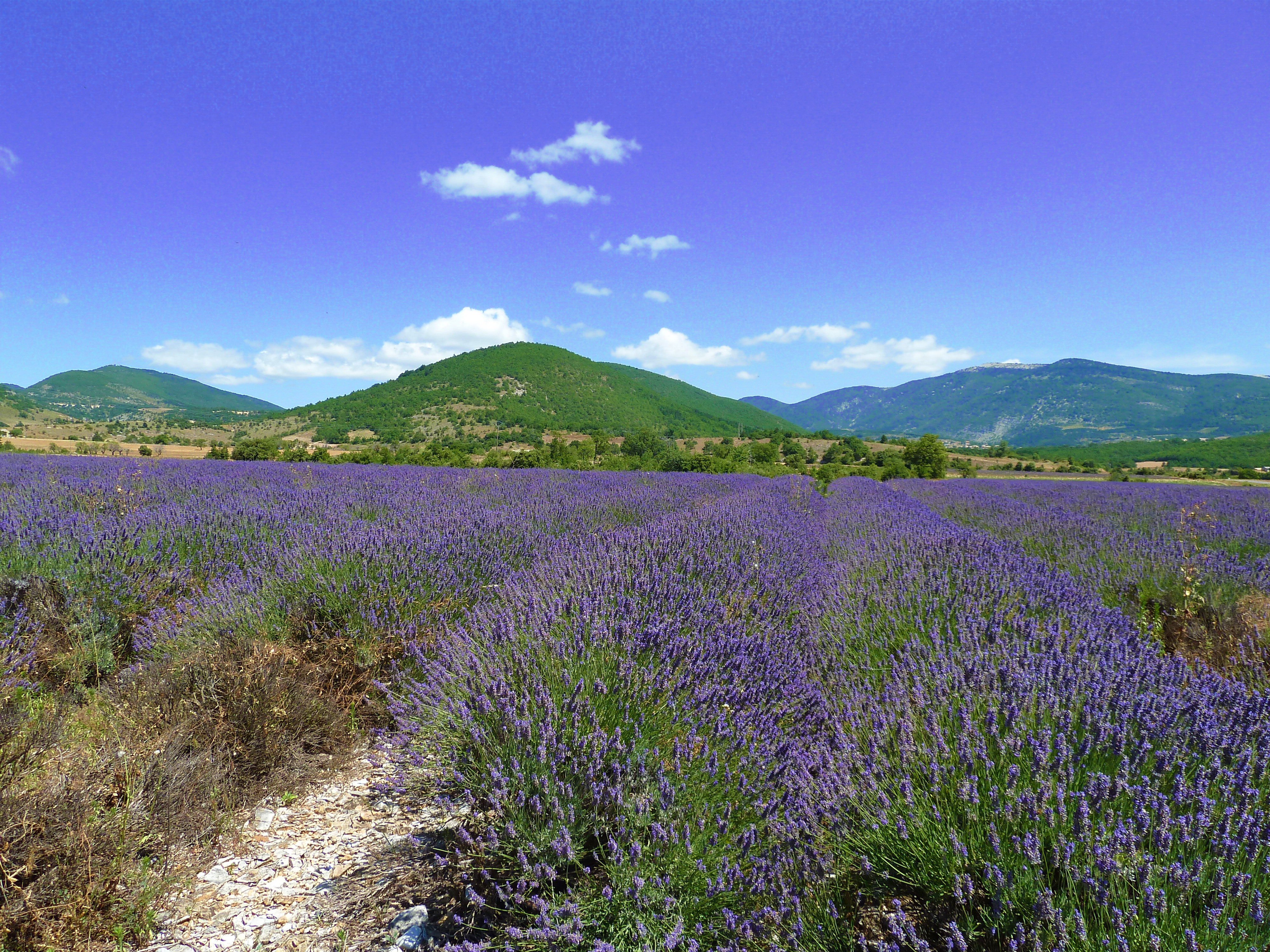 lavender field with hilly mounds and hills with blue sky