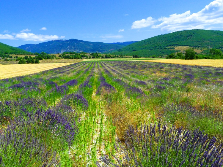 rows of lavender plants in stony field with golden fields and hills in france