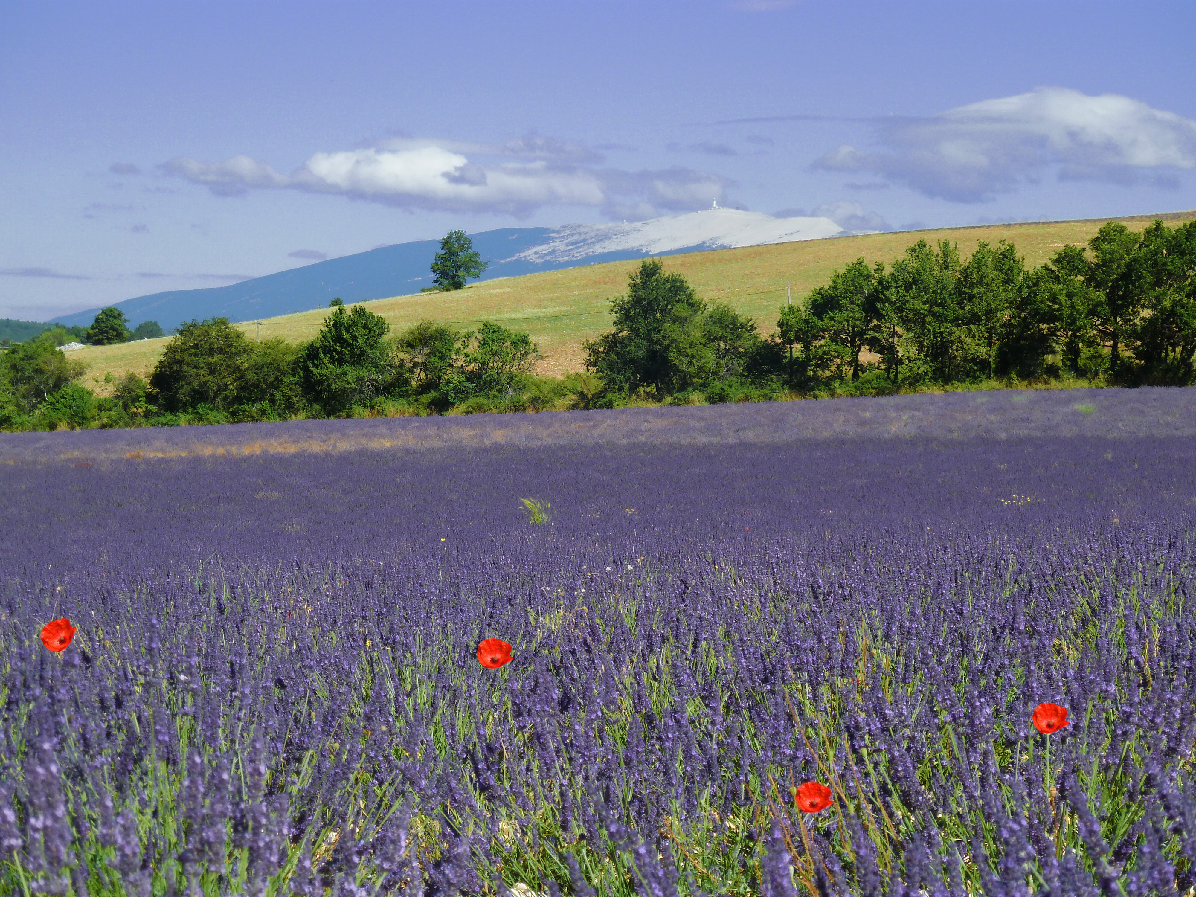 poppies and lavender in field with row of trees and a green field with mountain