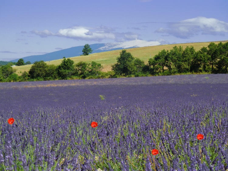 poppies and lavender in field with row of trees and a green field with mountain