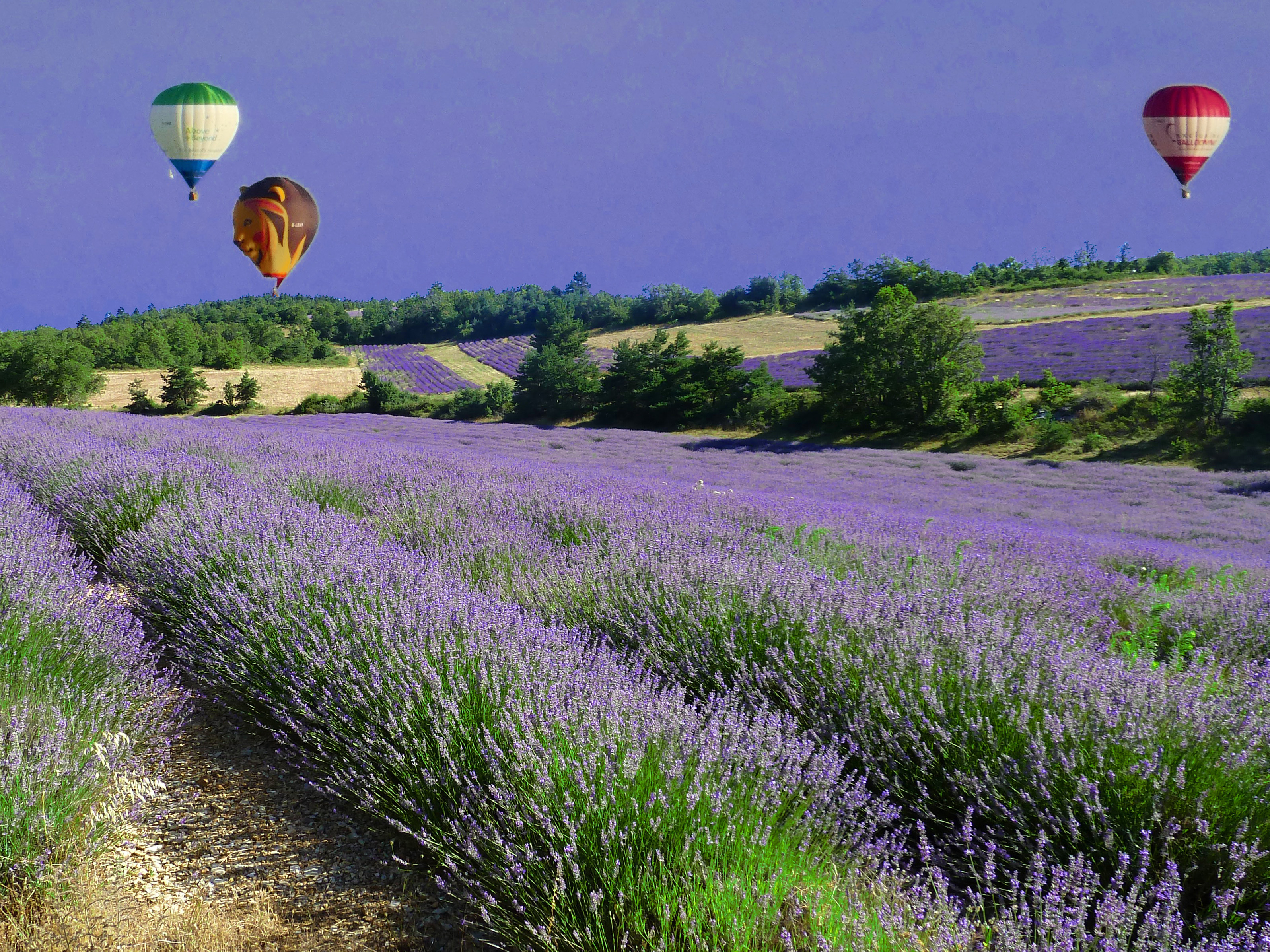 three hot air balloons over fields of lavender flowers with trees and blue sky