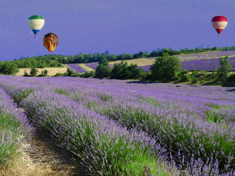 three hot air balloons over fields of lavender flowers with trees and blue sky