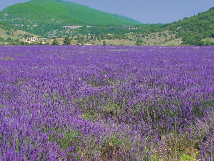 lavender field with hill and trees with blue sky