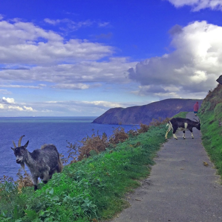 two goats on cliff path with sea and cloudy sky and coast