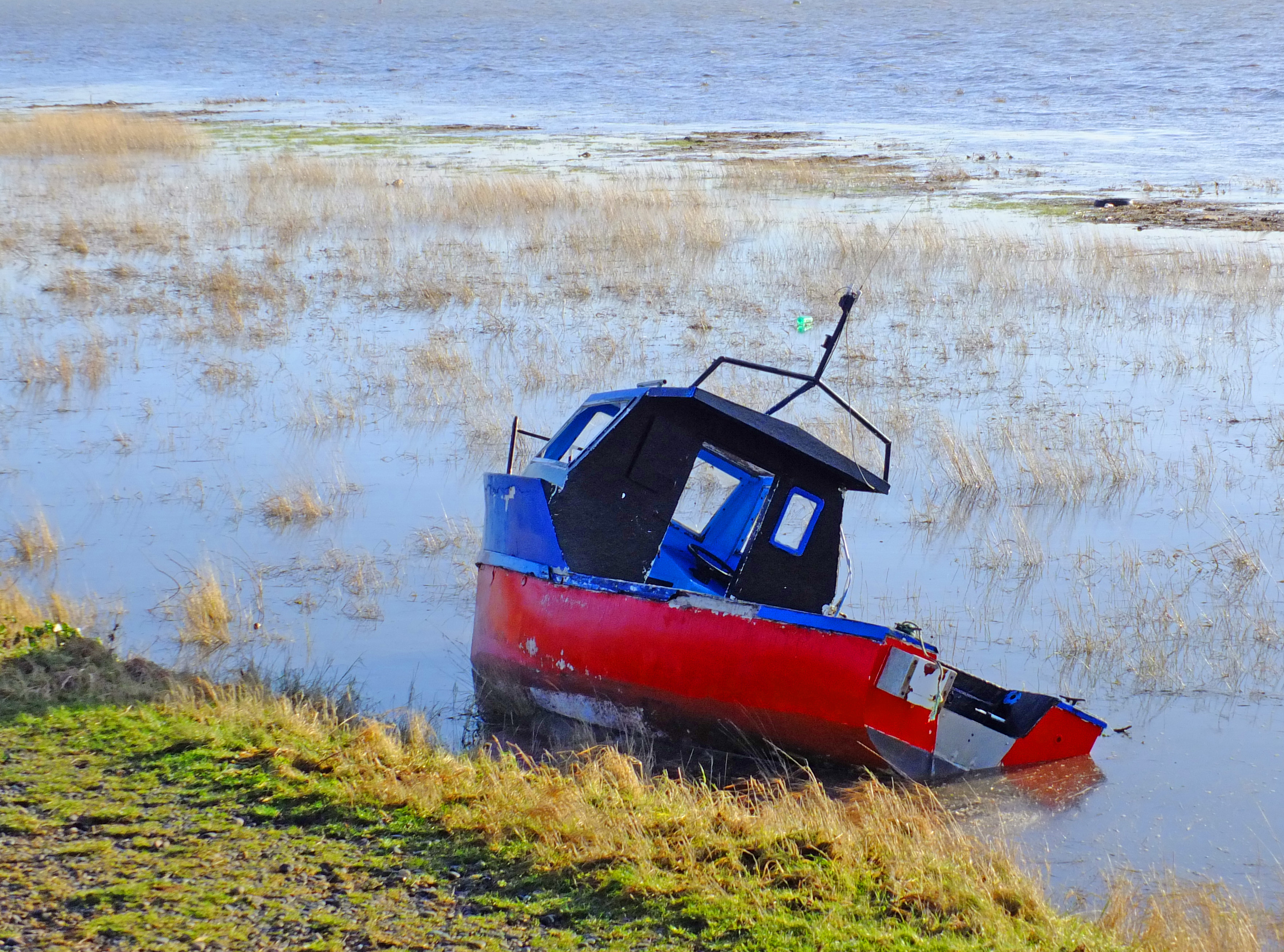 Sea front marsh with red and blue boat and reeds in sea