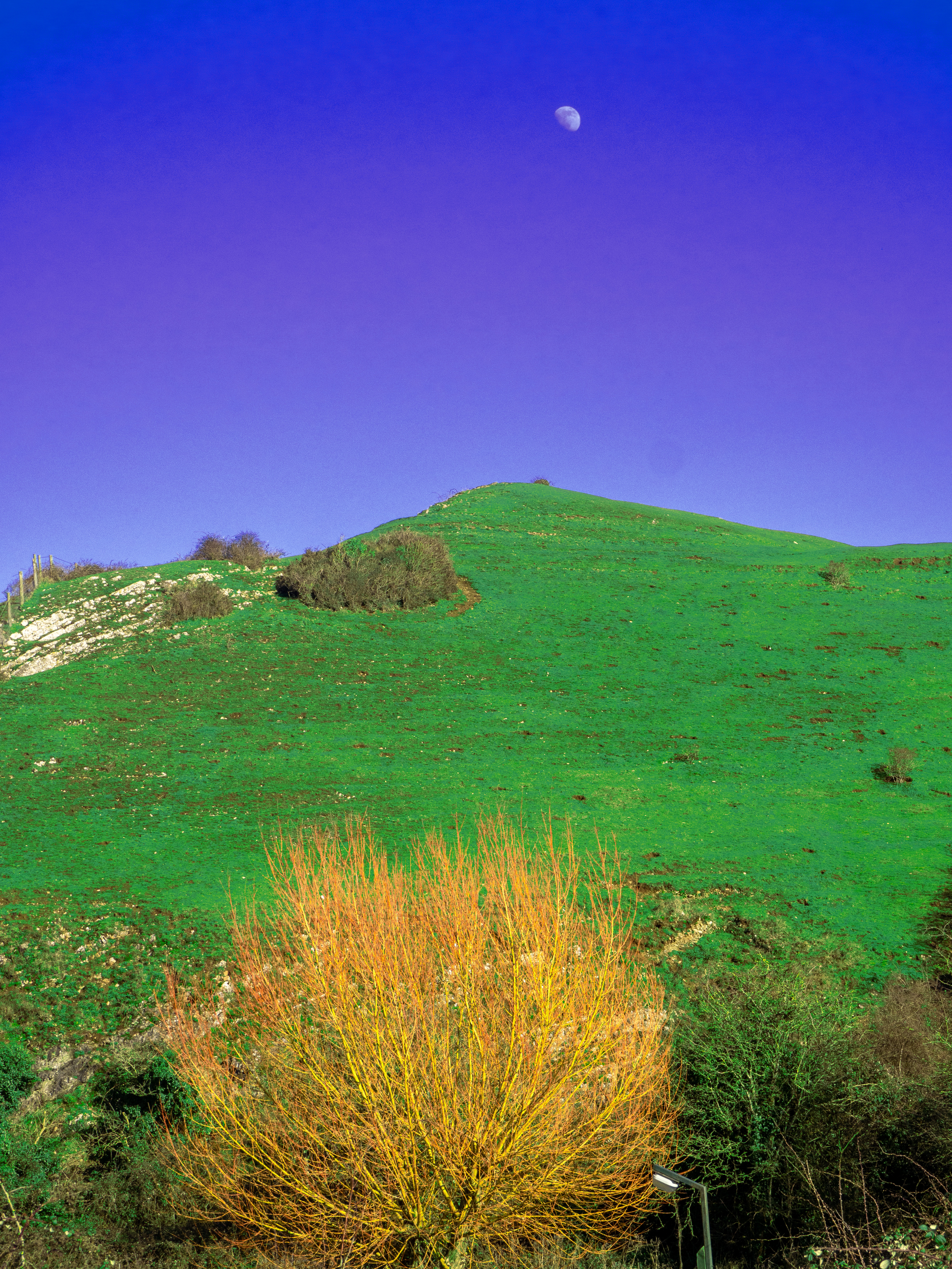 bright tree and hill with moon rising over in deep blue sky