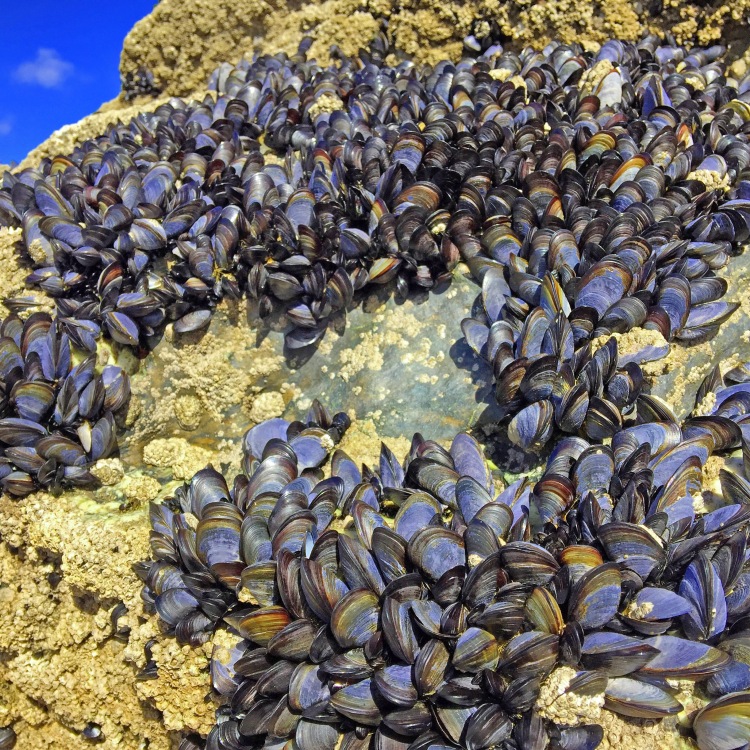clusters of mussels on rocks with blue sky