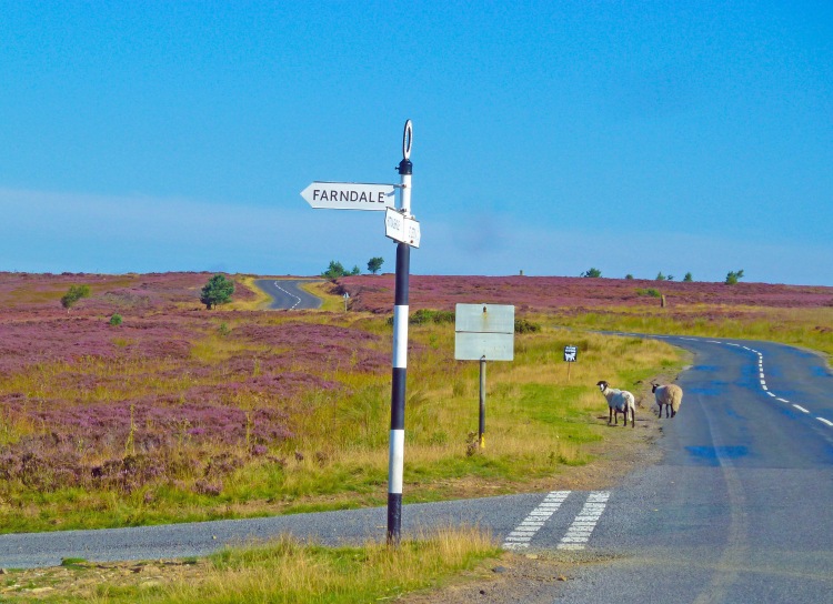 metal signpost on road over heather moors with sheep and blue sky