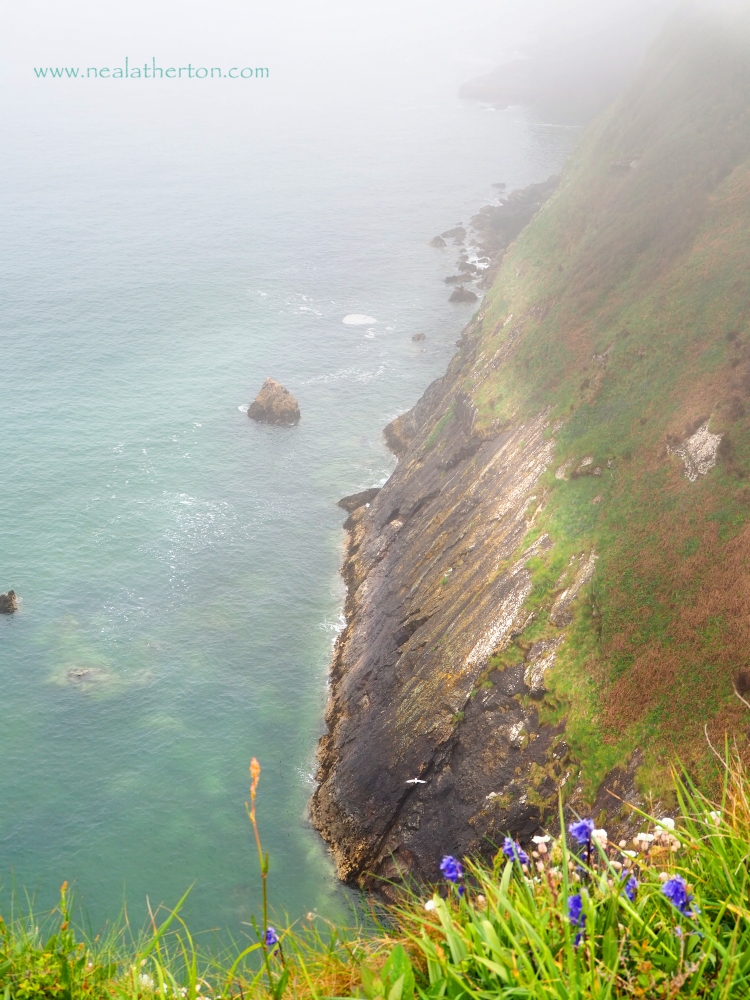 cliffs with grassy side in mist with blue flowers and sea with rocks