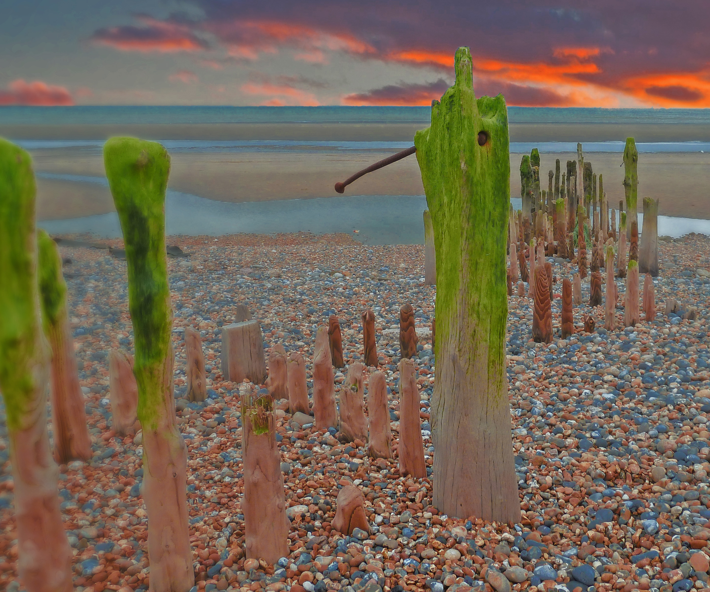 old weathered trees on beach with pebbles and sand with sea