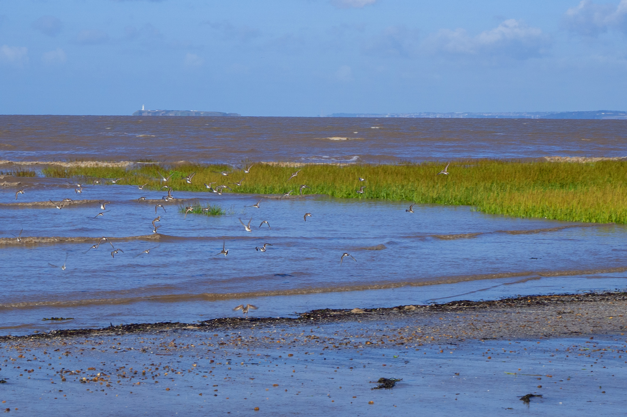 birds flock and fly over water and sea and marsh with blue sky