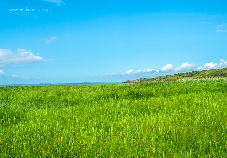 Green grasses on salt marsh by coast with Wales in distance and blue summer sky