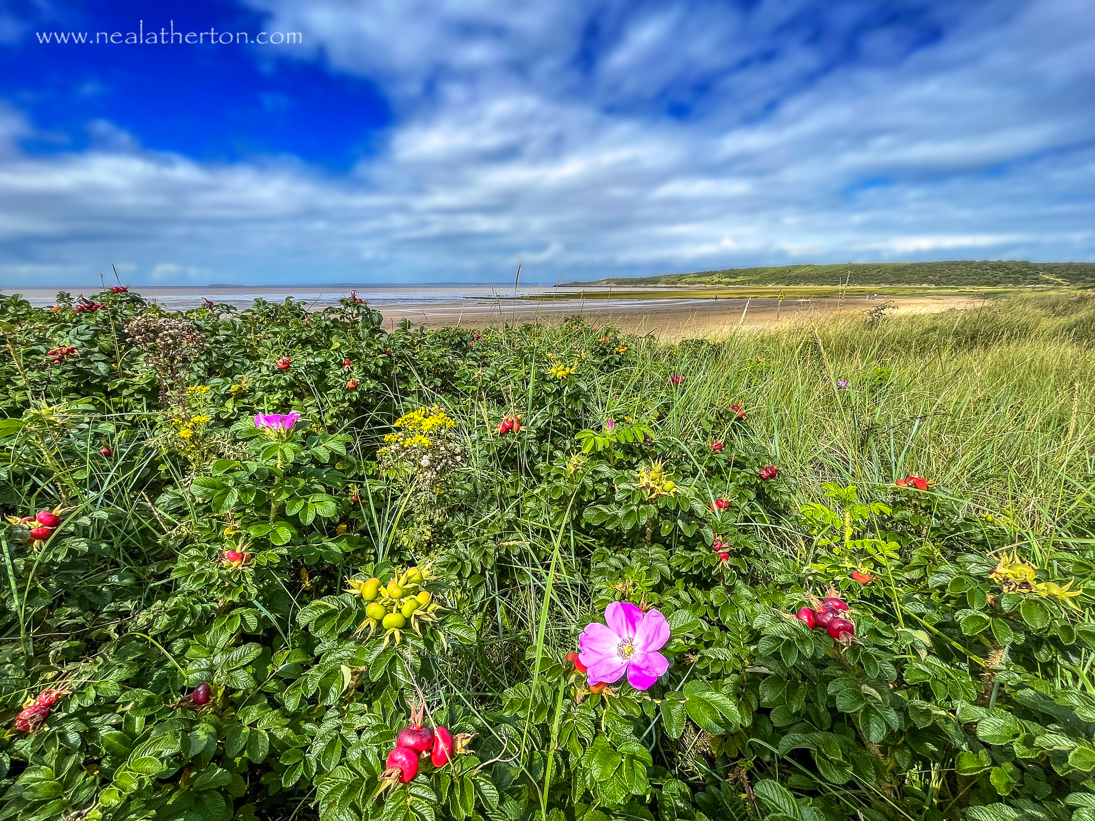 flowers and rosehips on bush in beach setting with sea and clouds