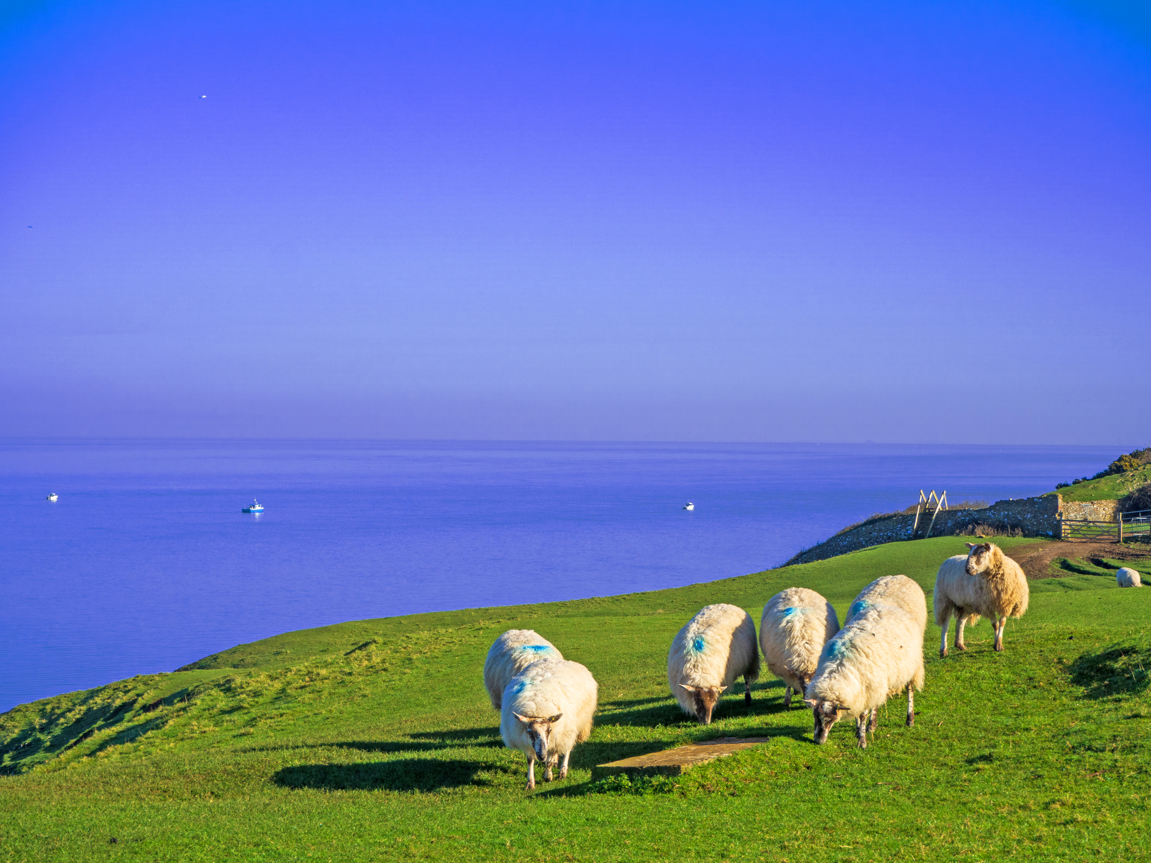 sheep grazing on grassy bank with sea and boats with blue sky