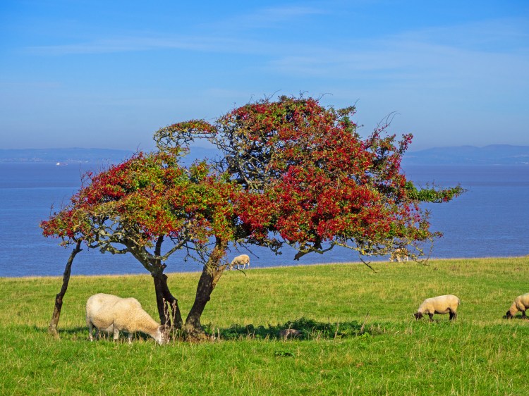 sheep feeding under berry tree on grassy bank near sea