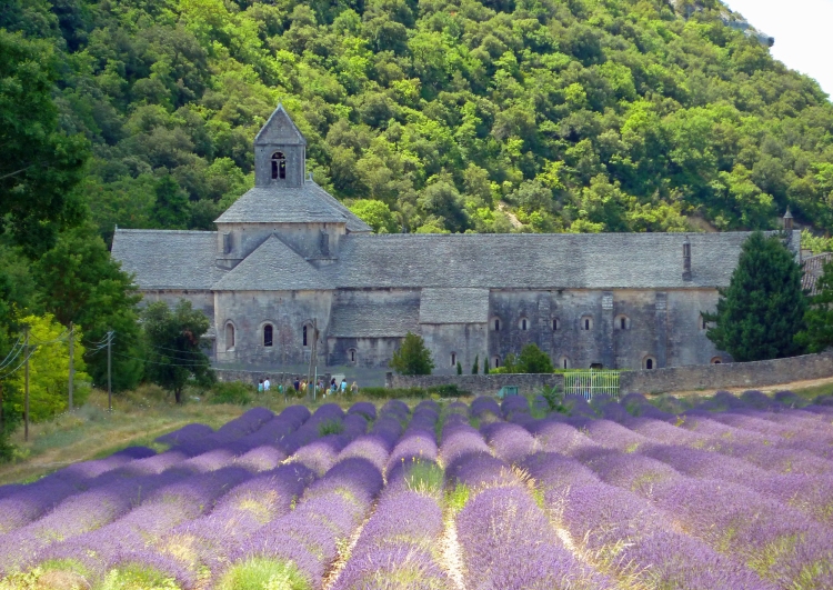 lavender firld in front of ancient abbey with woods