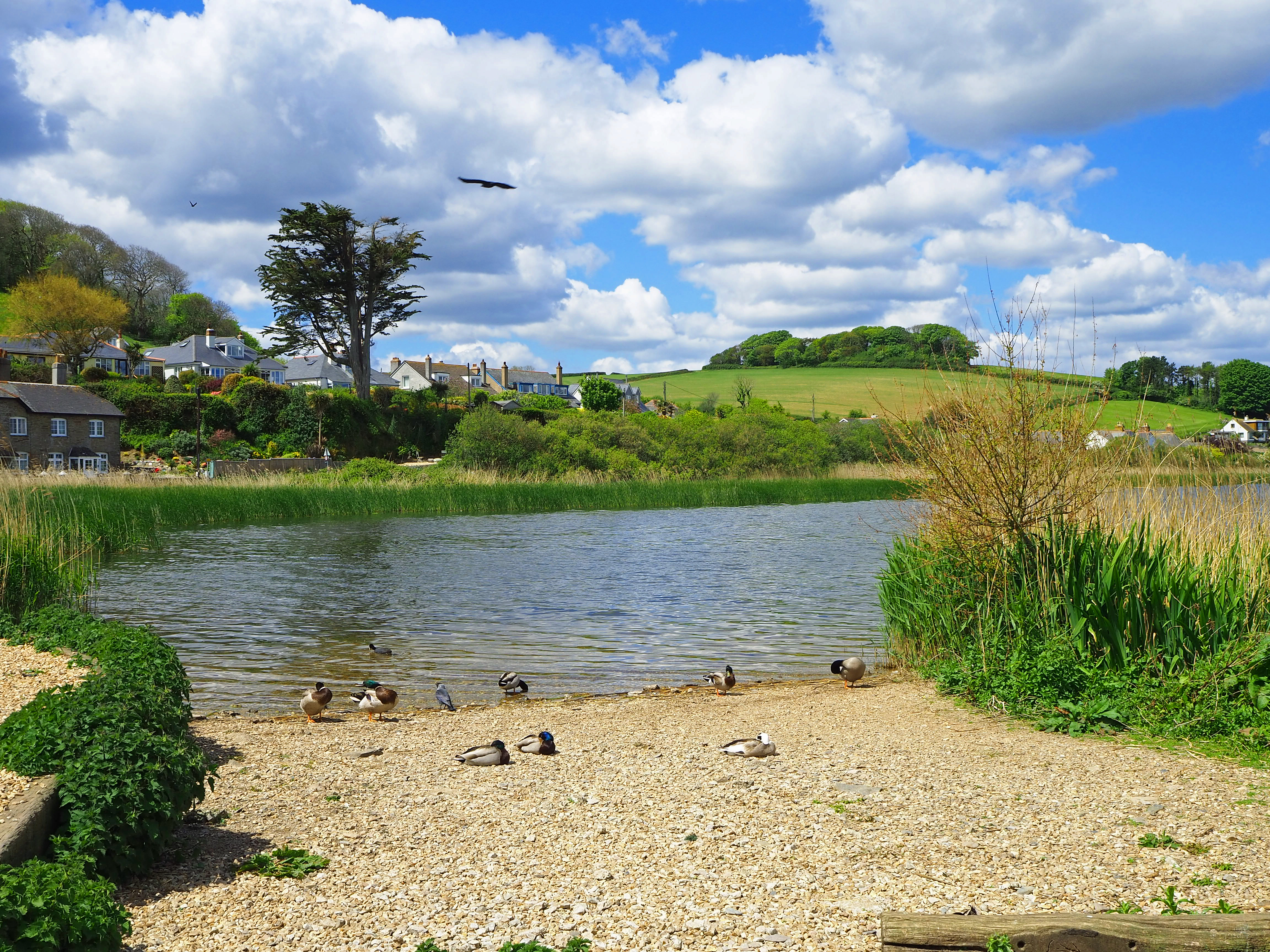 ducks sleeping on pebbly shore of lake with green fields and trees