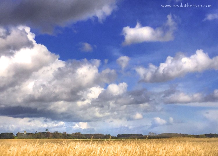 field of grain with trees and huge sky with big clouds