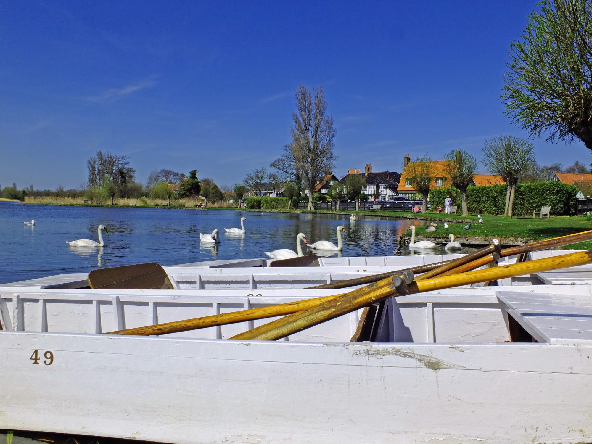 boats on lake with swans on water with houses