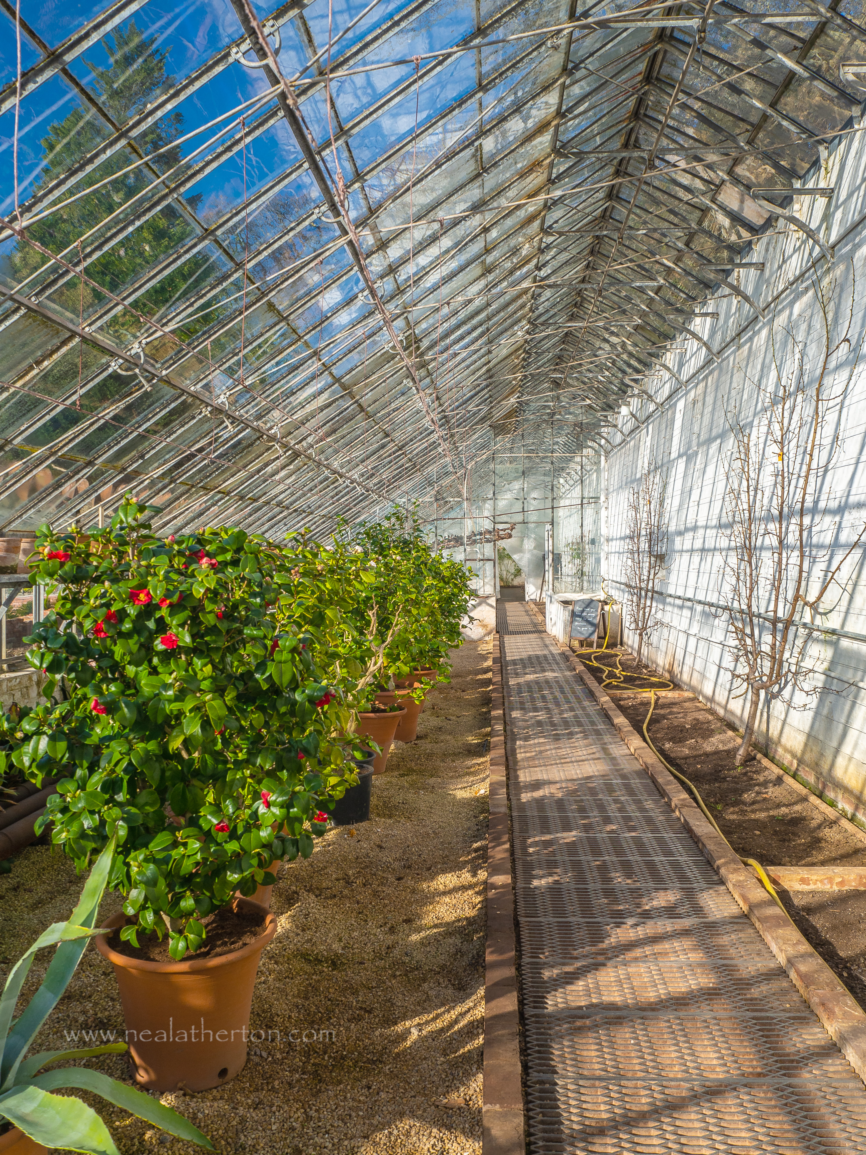 pathway through glss house with shrubs in pots and blue sky outside